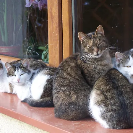 ファームステイ Chmiel